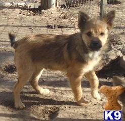 Puppies in OK